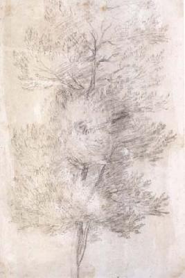  A Tree Trunks (mk17)